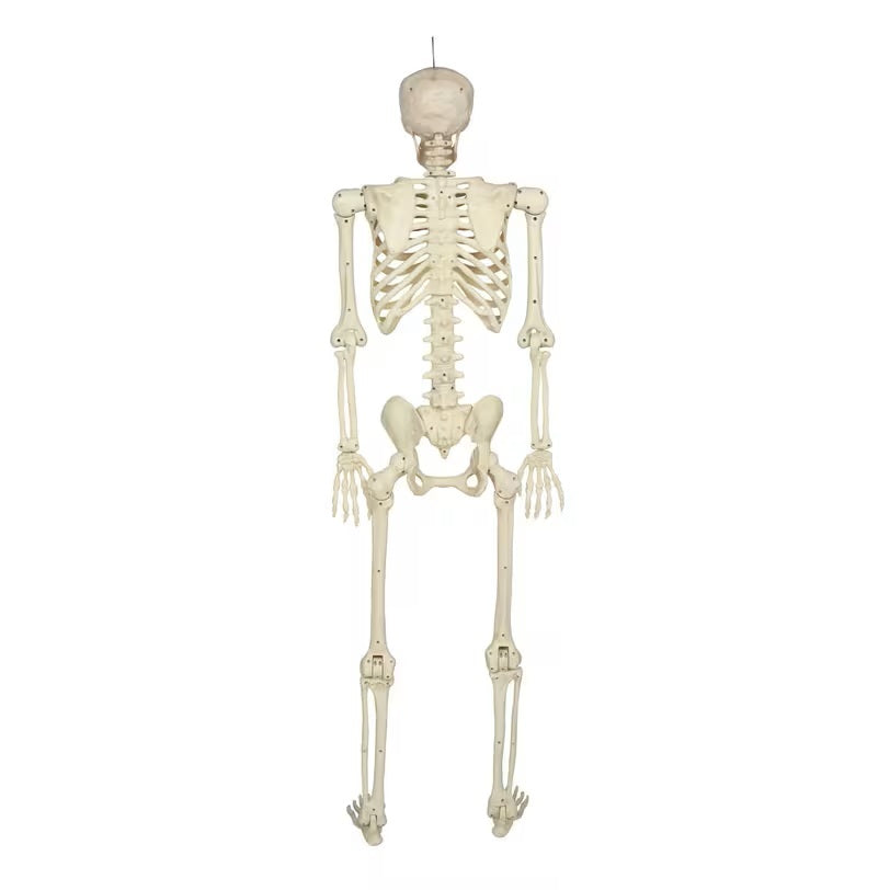 3ft Hanging Pose-N-Stay Skeleton Halloween Decoration