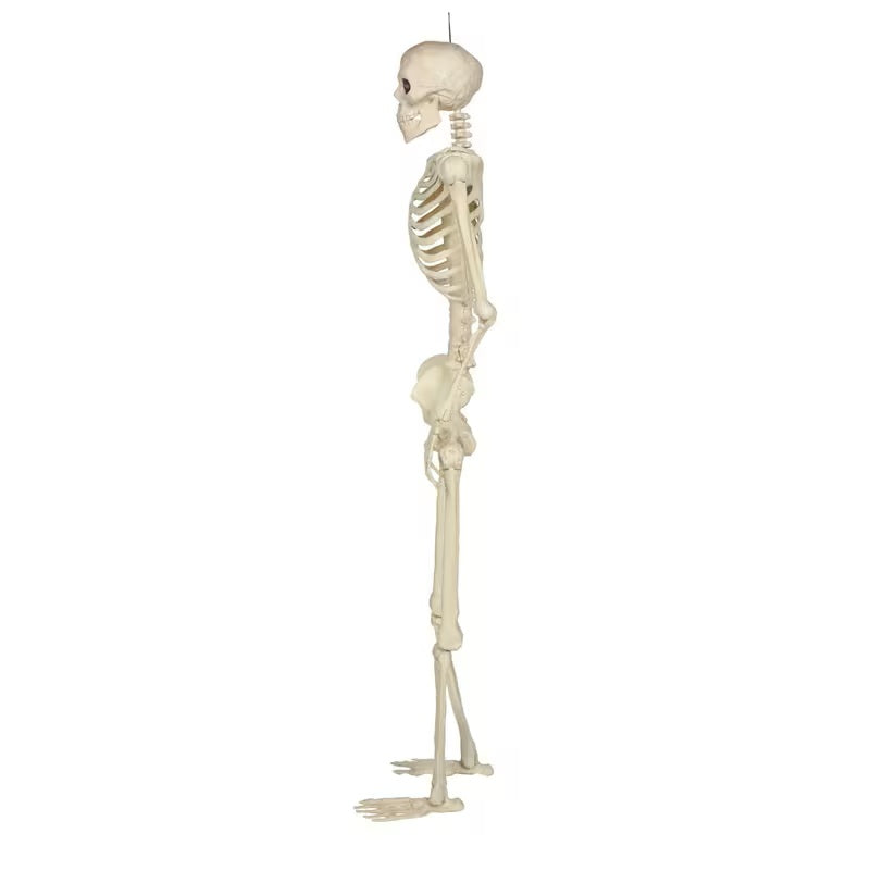 3ft Hanging Pose-N-Stay Skeleton Halloween Decoration